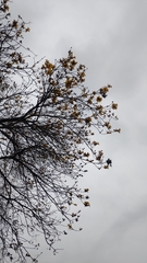 Handroanthus chrysanthus