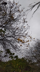 Handroanthus chrysanthus