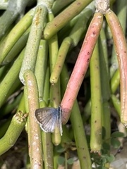 Leptotes marina