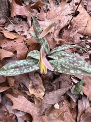 Erythronium umbilicatum