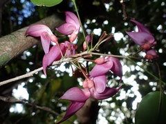 Arthroclianthus