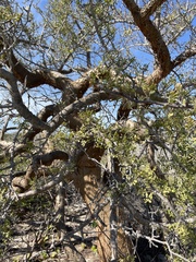 Bursera exequielii