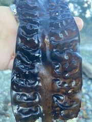 Saccharina latissima
