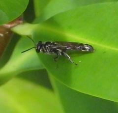 Trypargilum