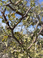 Bursera exequielii