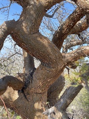 Bursera exequielii