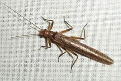 Illiesoperla