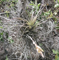 Tillandsia incarnata