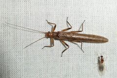 Illiesoperla
