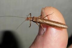 Illiesoperla