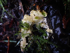 Antrodiella