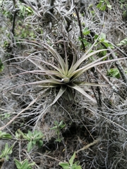 Tillandsia incarnata