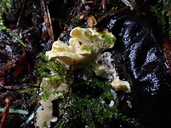 Antrodiella