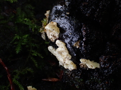 Antrodiella
