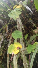 Passifloraceae