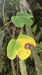 Passifloraceae