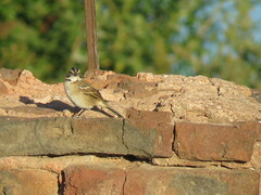 Zonotrichia capensis