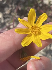 Bidens cabopulmensis