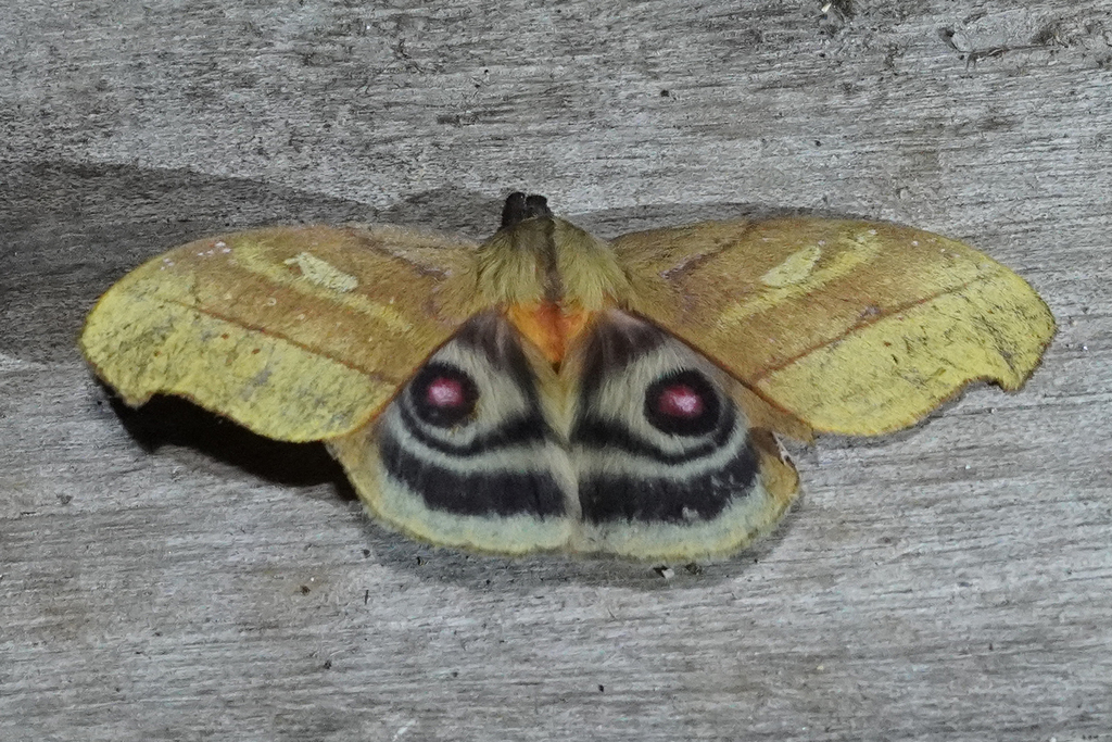 Hyperchiria acuta