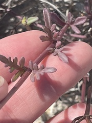 Bidens cabopulmensis