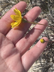 Bidens cabopulmensis