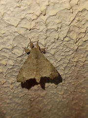 Apatelodidae