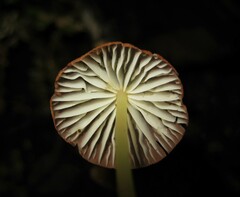 Marasmius berteroi