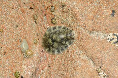 Onchidella nigricans