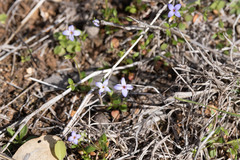 Houstonia pusilla