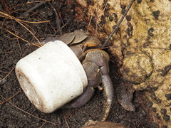 Coenobita brevimanus