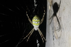 Argiope picta