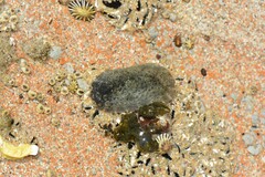 Onchidella nigricans