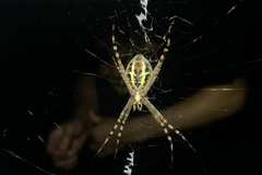 Argiope picta