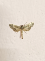 Hydriris ornatalis