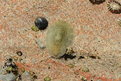 Onchidella nigricans