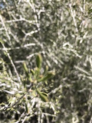 Prunus fasciculata