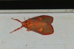 Ammatho cuneonotatus