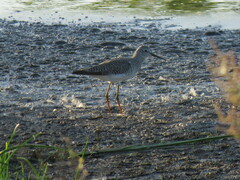 Tringa flavipes