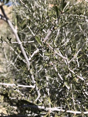 Prunus fasciculata