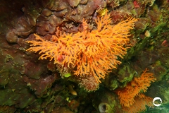 Melithaea zimmeri