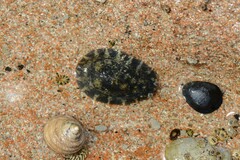 Onchidella nigricans