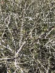 Prunus fasciculata