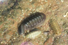 Ischnochiton australis