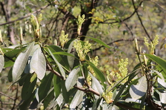 Machilus