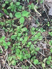 Trifolium repens