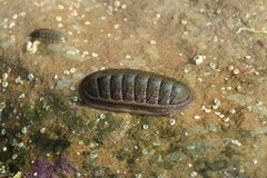 Ischnochiton australis