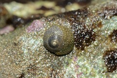 Chlorodiloma odontis