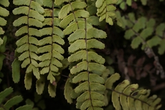 Asplenium × heteroresiliens
