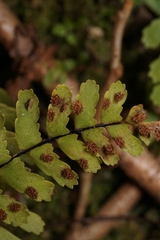 Asplenium × heteroresiliens