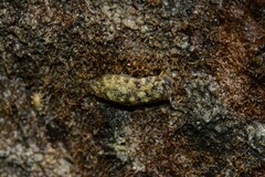 Onchidella nigricans